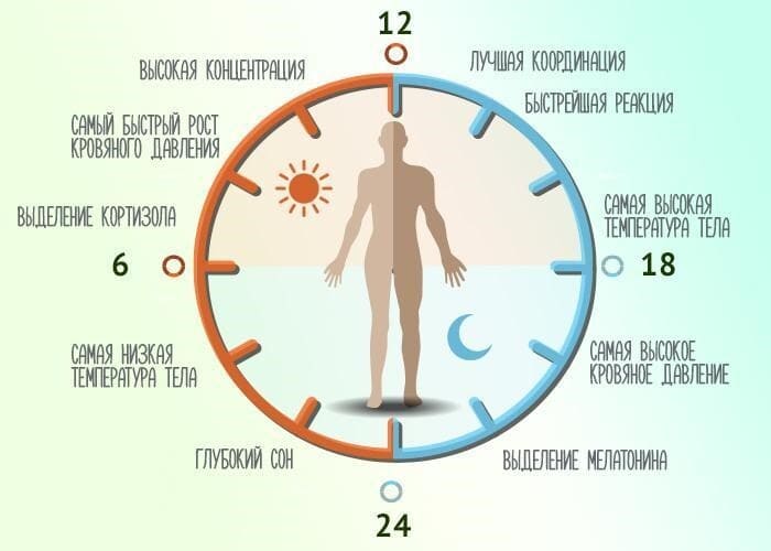 В какое время суток лучше заниматься спортом